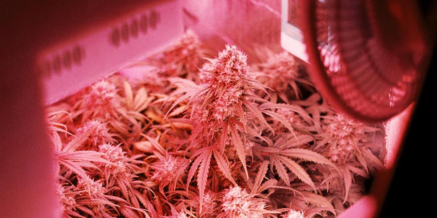 cannabis plants inside a machine with fan and a lamp with pink lighting